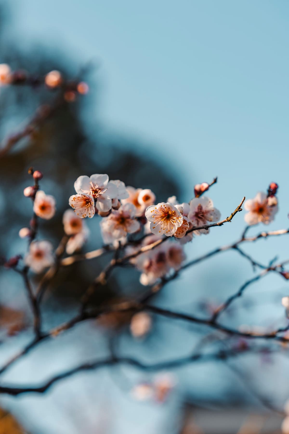 早春枝头绽放的梅花